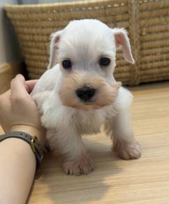 SCHNAUZER MINIATURE PUPPIES VIP80 🌻 雪纳瑞 Male