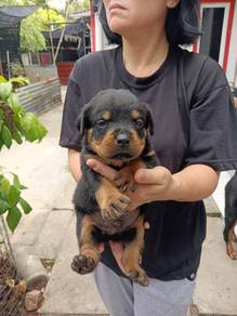 pure Rottweiler puppy