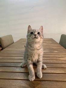 British Shorthair BSH Kitten