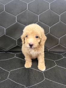 Toy Poodle