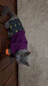 BSH munchkin For sell