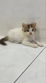 persian