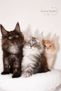 mainecoon wcf cert
