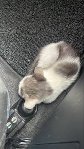 Kucing untuk di adopt