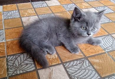 Bsh