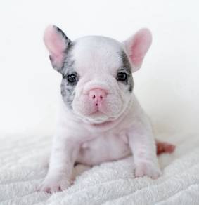 FRENCH BULLDOG PUPPIES VIP141🌻 Merle Pied Boy