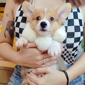 Corgi