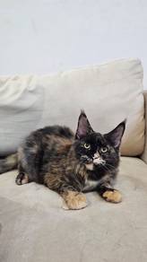 Purebreed Mainecoon