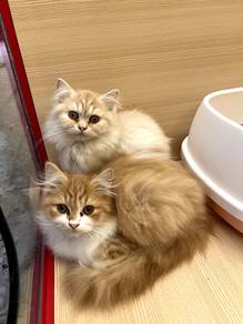 Persian