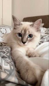 Siamese Mix Ragdoll Persian Kitten