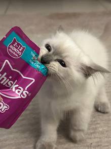 Siamese mix BSH