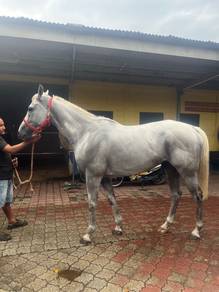 kuda Thoroughbred