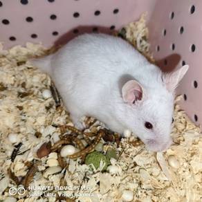 Hamster Syirian White Red eye male
