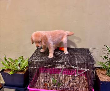 golden retriever puppies