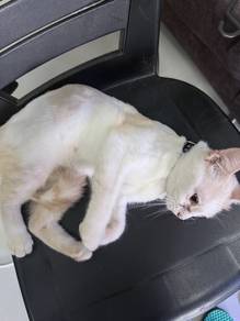mix american curl