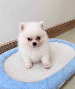 pure white pomeranian male