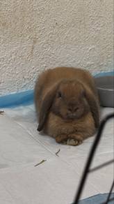 Urgent Holland Hop