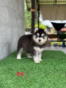 Wolly Husky Puppy - Female 010