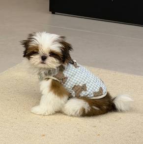 ShihPOO