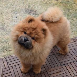 QQQ7000 chow chow brown haired thick coated puppy