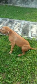 Guard Dog For Sale URGENT