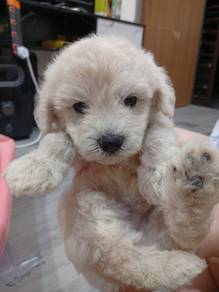 3 male Maltipoo BOD 10.5.26