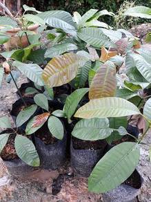 Benih Pokok Bacang