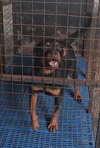 Rottweiler