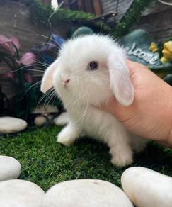 Holland lop