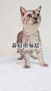 BSH silver Rehome