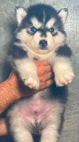 SIBERIAN HUSK PUPPIES 🌻 Boy~Girl Sb146