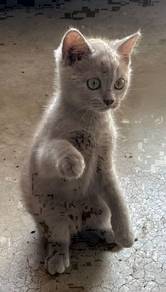 British Shorthair BSh kucing