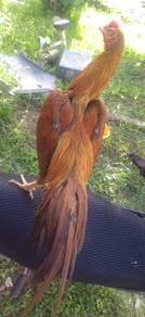 Ayam sabung pakoi