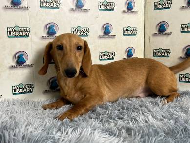 Daschund puppy