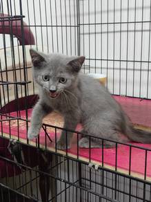 British shorthair rehome 