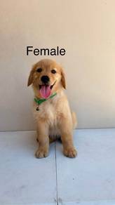 golden retriever b