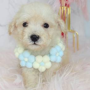 Poodle