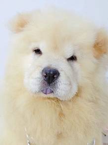 Chow Chow