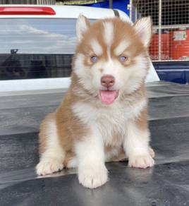 FLUFFY 🌻213 HUSKY WOOLY PUPPIES Boy~Girl