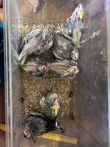 cockatiel