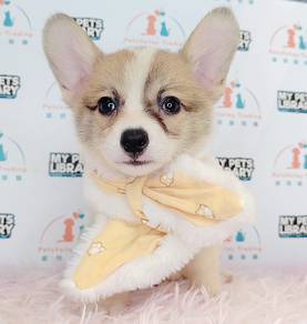Welsh Corgi