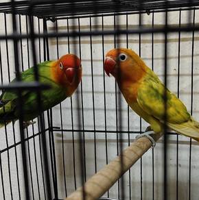 Lovebird 