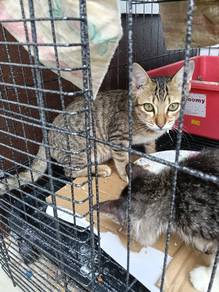 kucing kampung kacukan bengal
