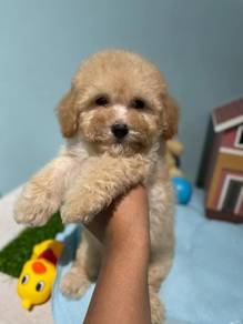 Cavapoo 4