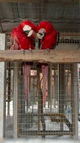 Green winged macaw