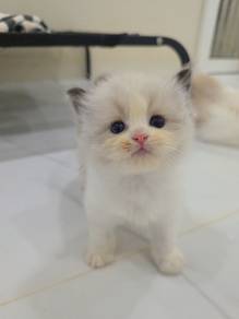 ragdoll
