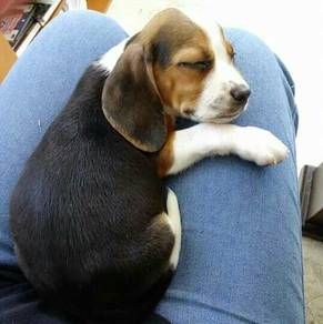 Huggable Beagle Smooth Coat Long Ears Puppy