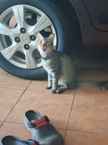 kucing 