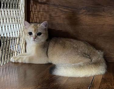 British Short Hair Golden
