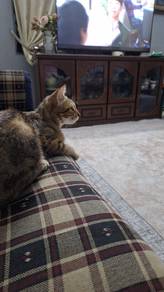 ibu & anak kucing